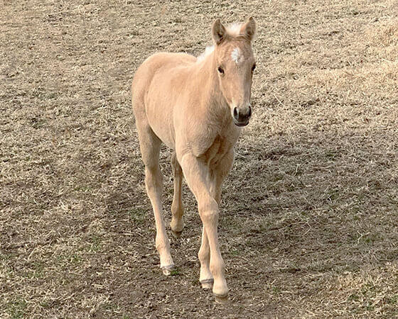 CD Diamond x SJR Oaks Natalie - 2019 Filly